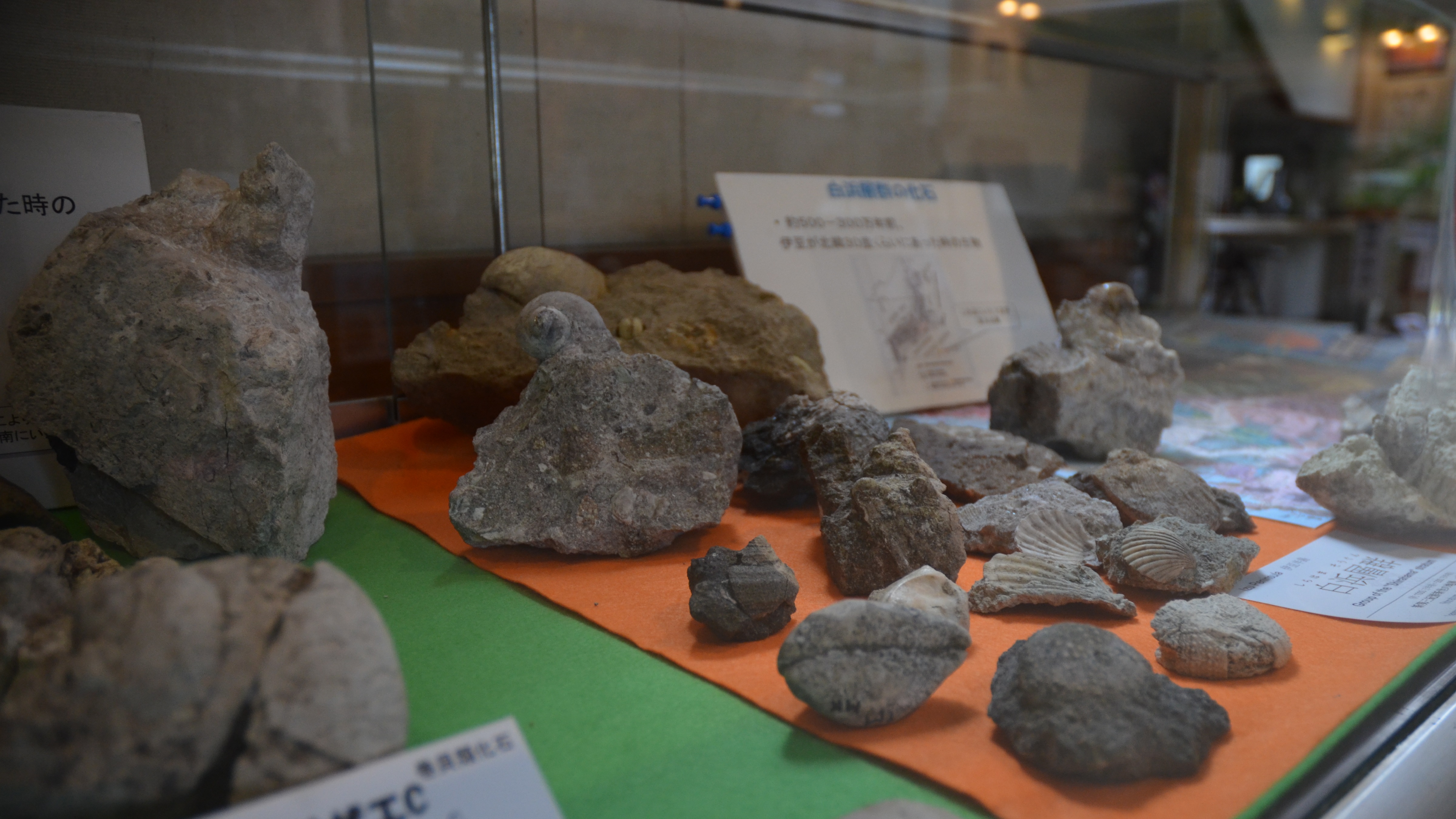 世界ジオパーク　伊豆　化石・岩石展示