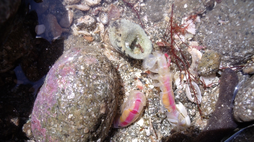 世界ジオパーク　伊豆GEO旅　海の生物