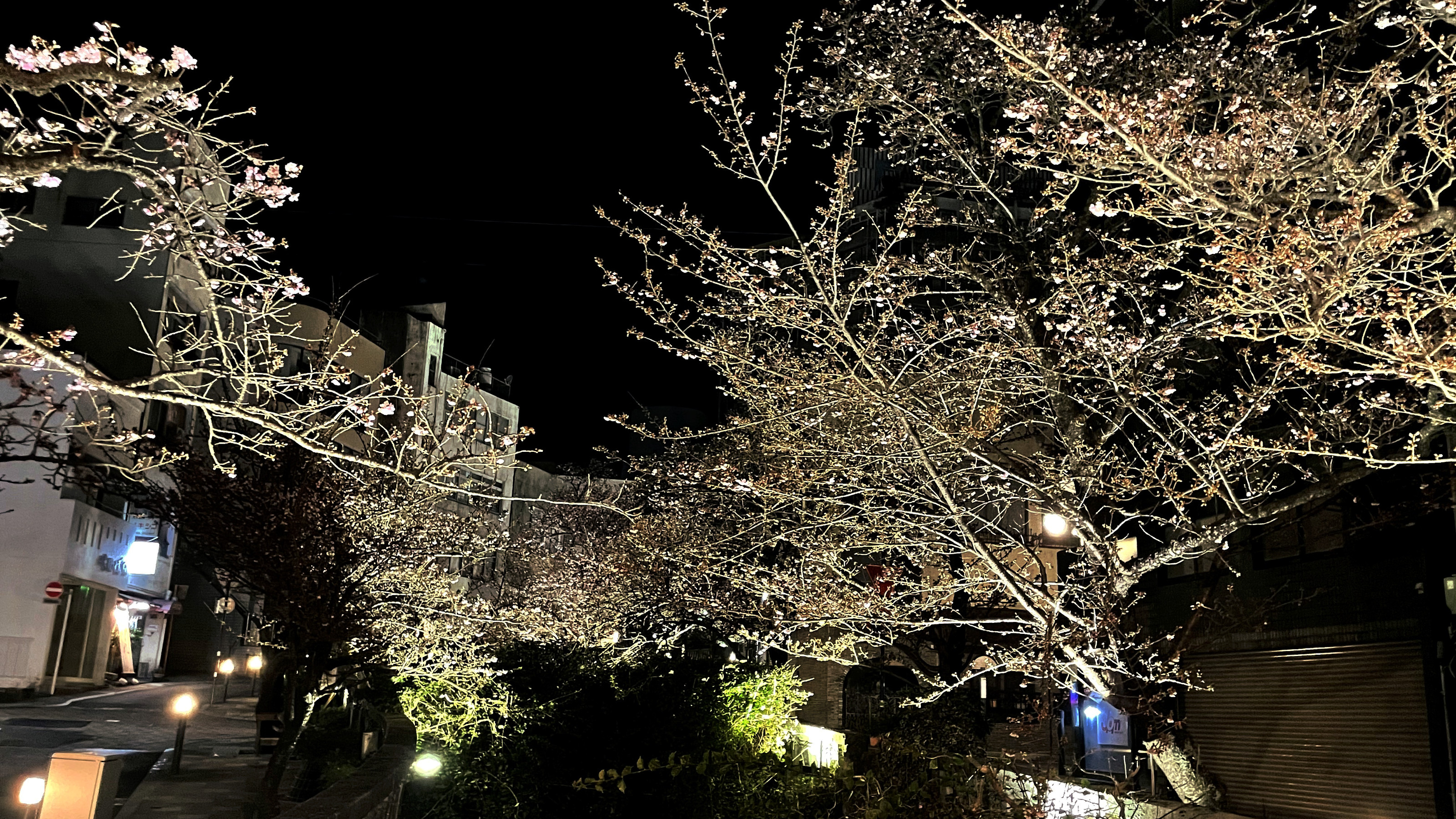 糸川　桜