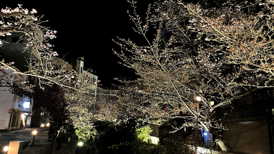 糸川　桜