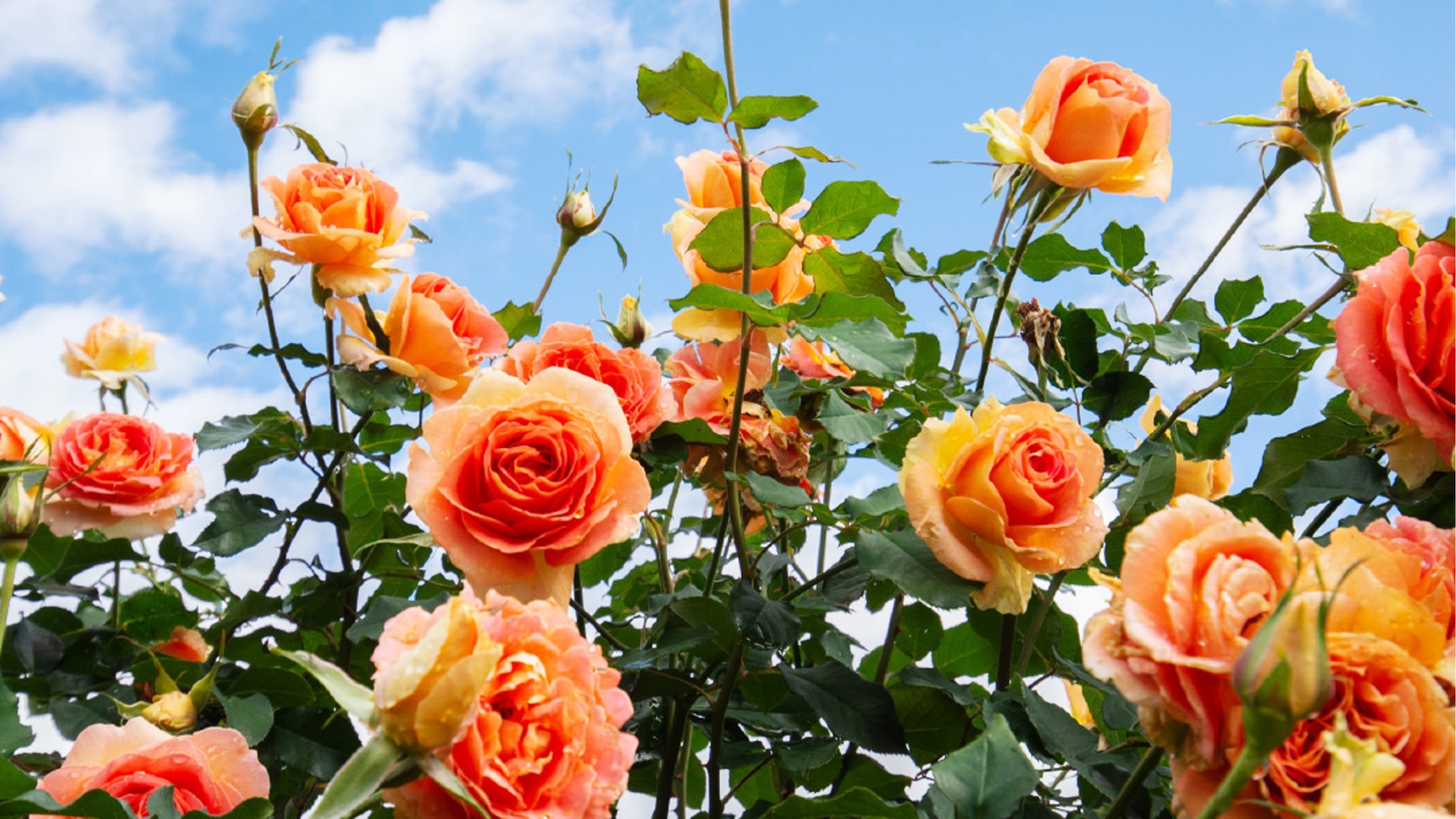 【秋旅】四万温泉周辺の紅葉スポットをご紹介　バイキングプラン