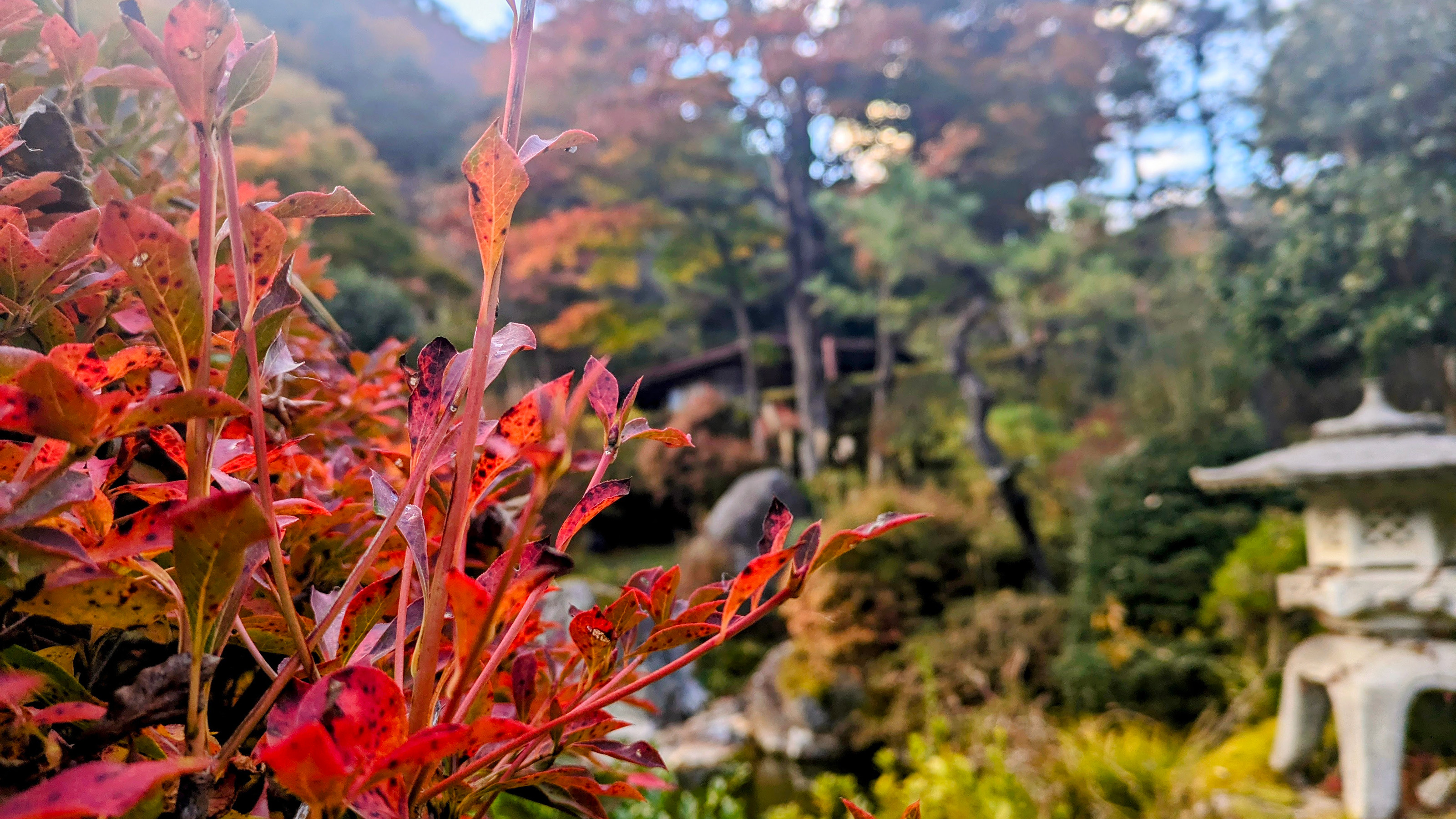 庭園　紅葉