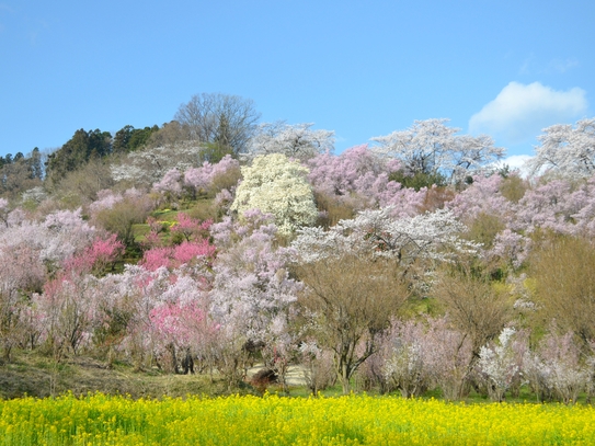 【春を満喫】福島の観光旅行におすすめ！1泊2食飲み放題付きバイキングプラン！