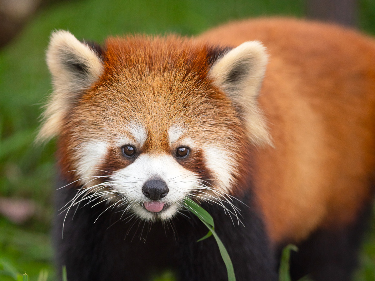 【東北サファリパーク入園券付き】1泊2食飲み放題付きバイキングプラン！