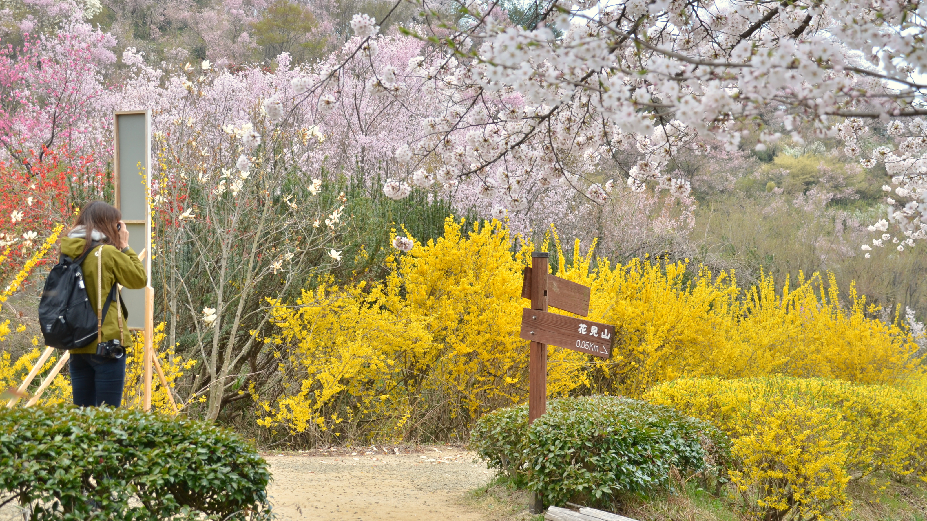 花見山