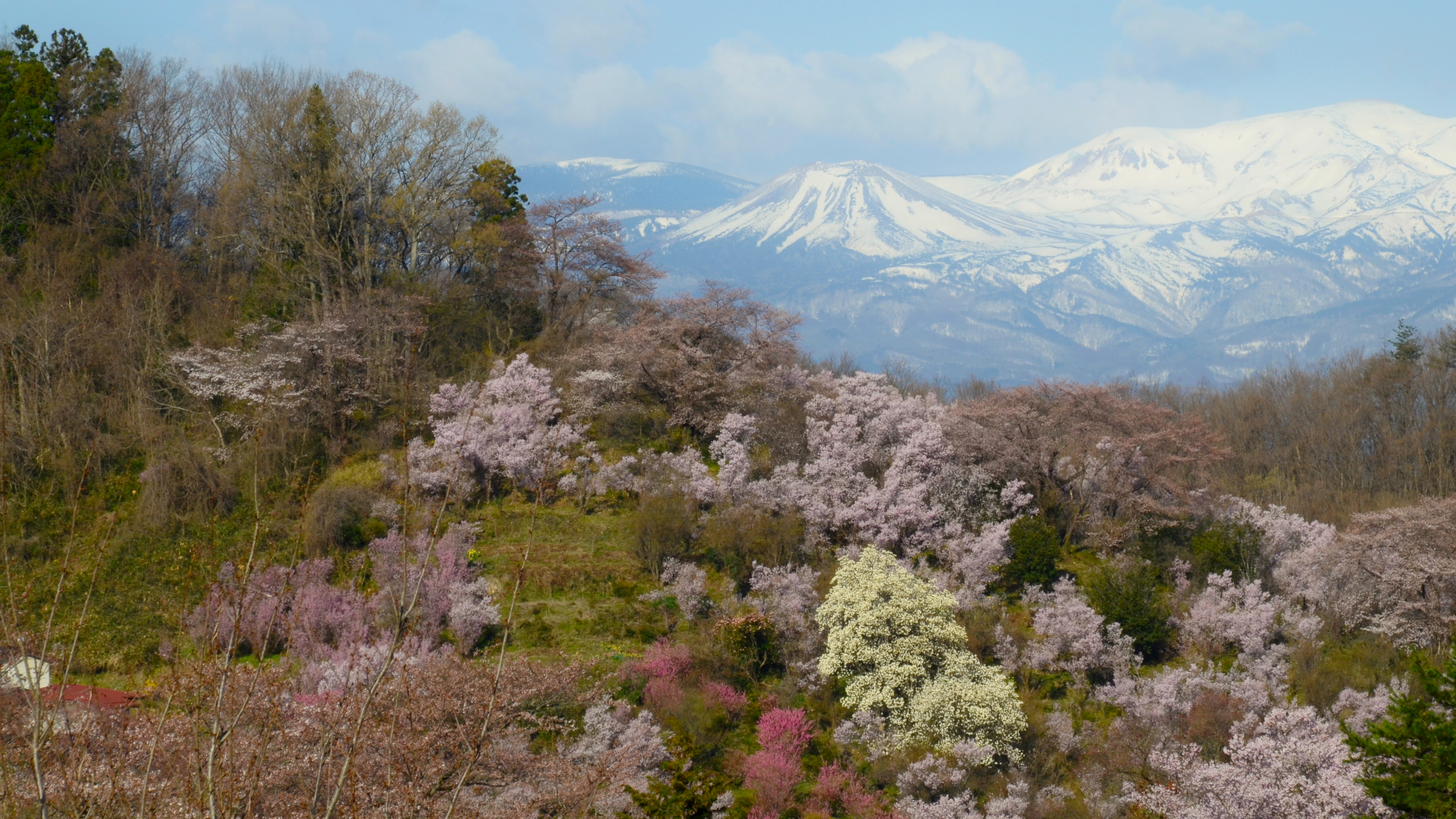花見山