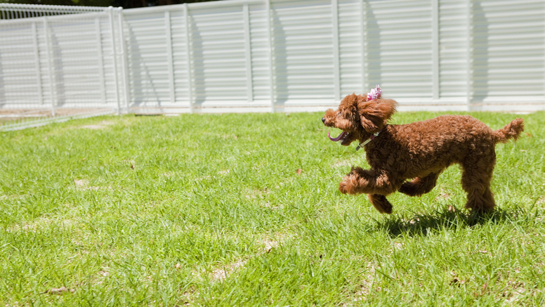 愛犬と一緒にお泊り♪ドッグフレンドリー 