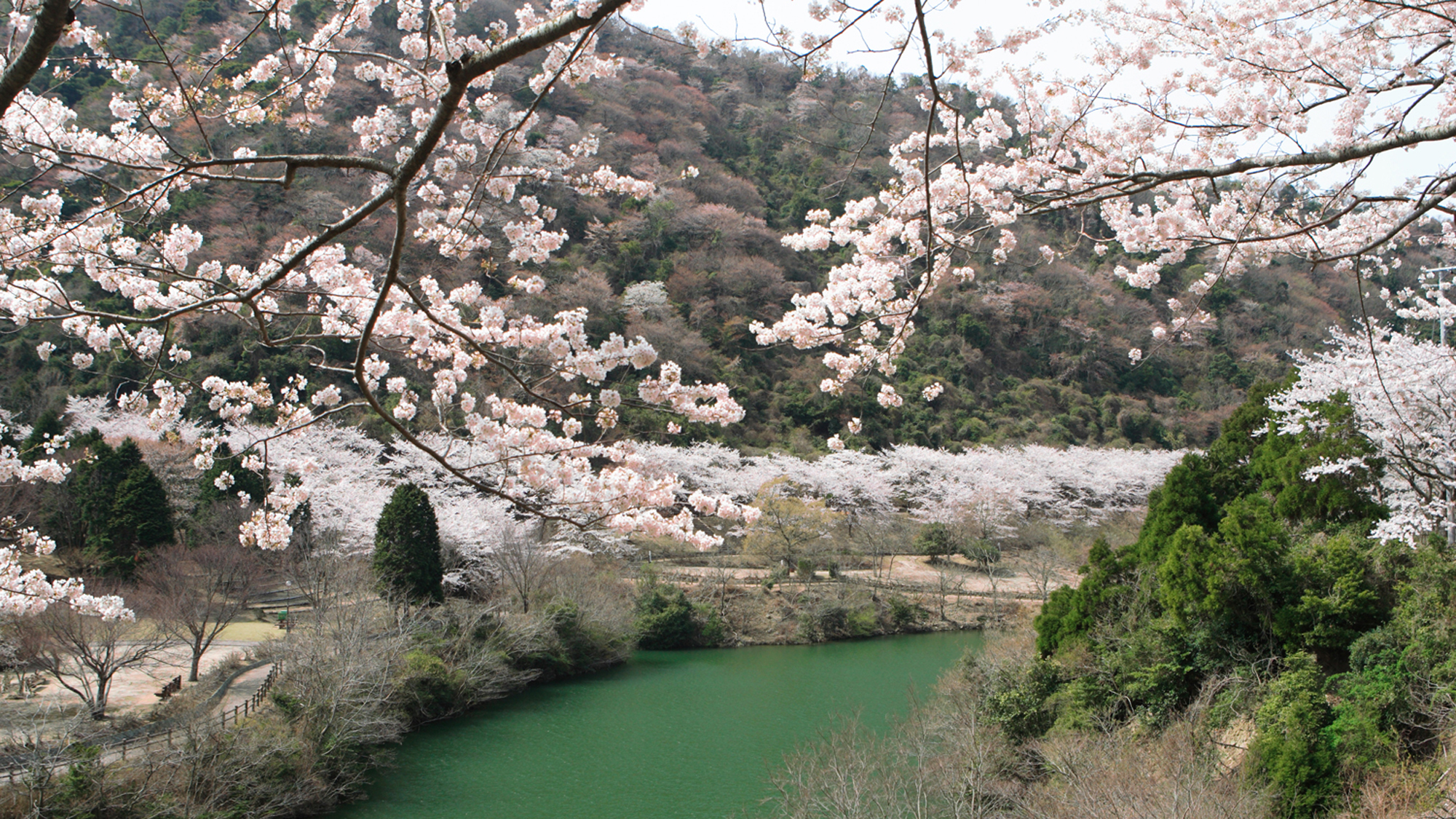 【諭鶴羽山】春にはダムの周りに山桜が咲き乱れる