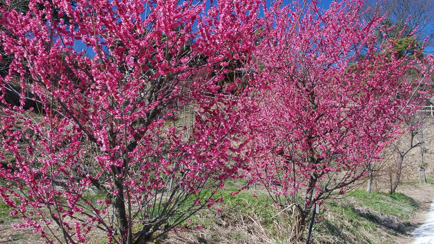 【広田の梅林】南光・鶯宿など12種約450本の梅が見られる