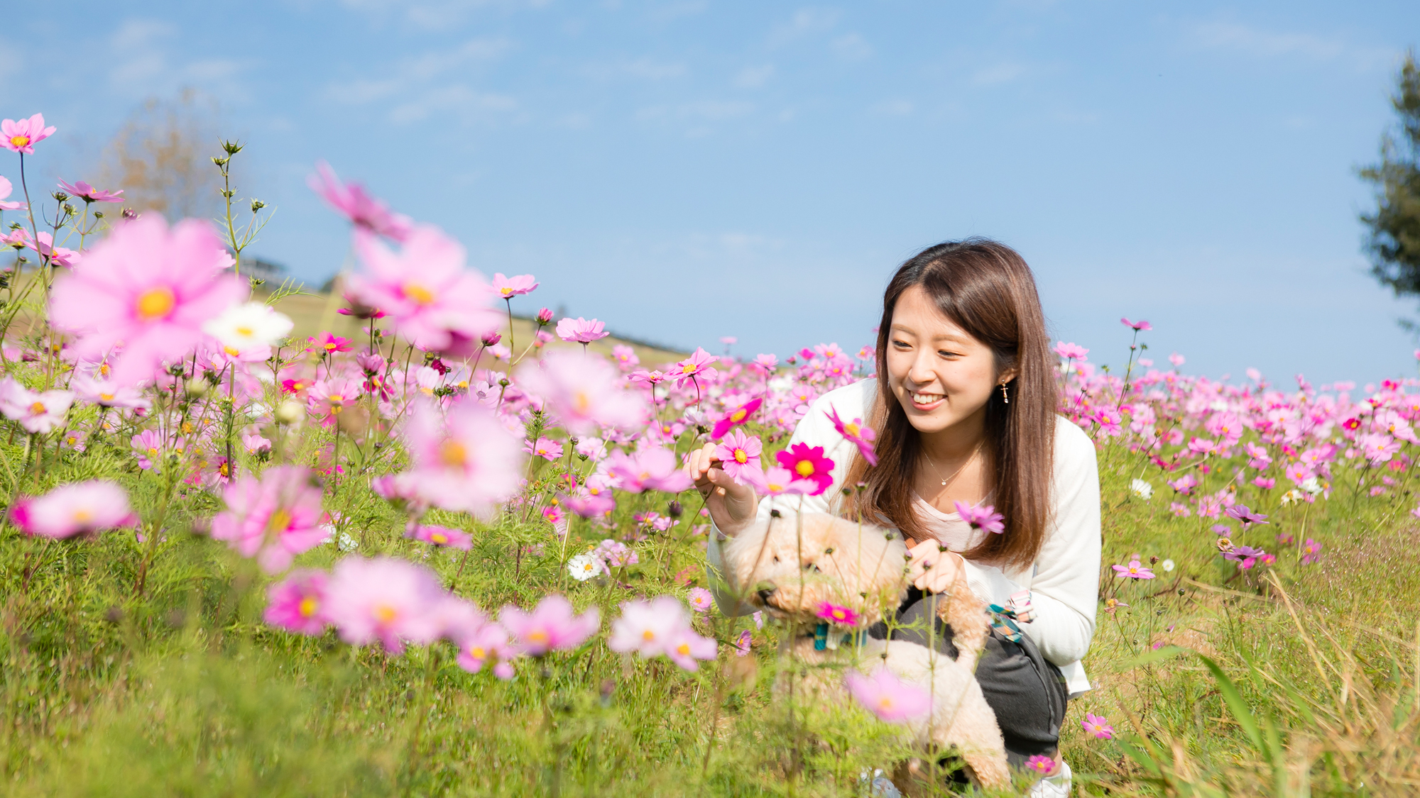 【あわじ花さじき】広大な敷地に四季折々の花々が咲き乱れる。