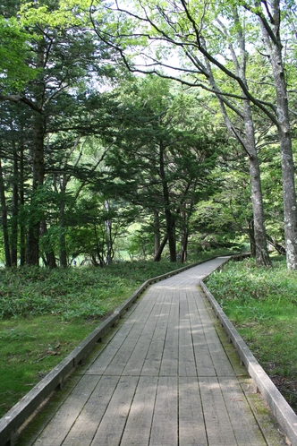 湯の湖畔にある遊歩道