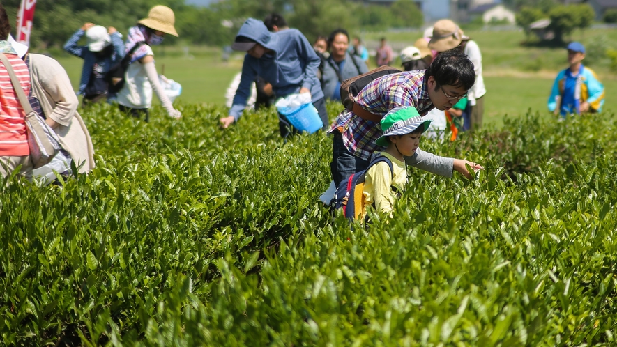 *周辺／茶摘み体験　北限の茶処・村上　例年5月の期間限定で茶済みイベントも実施しています