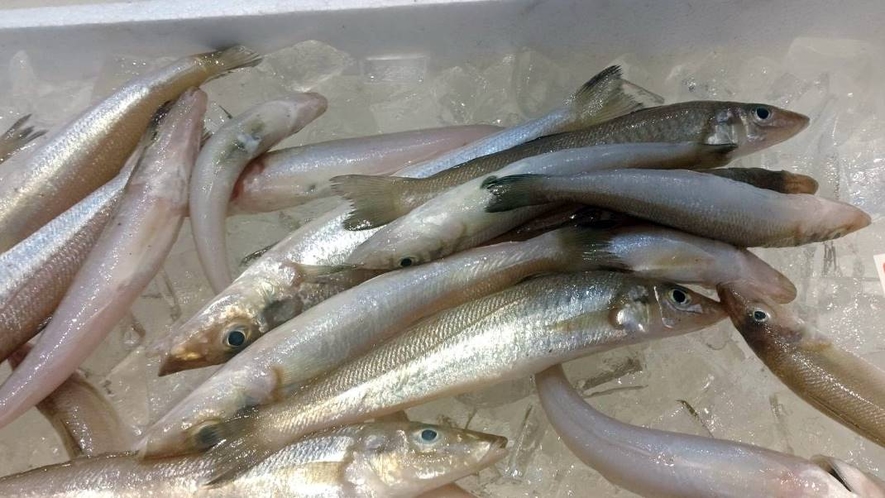 *周辺／岩船港鮮魚センター　個人のお客様も買い物・お食事が楽しめます