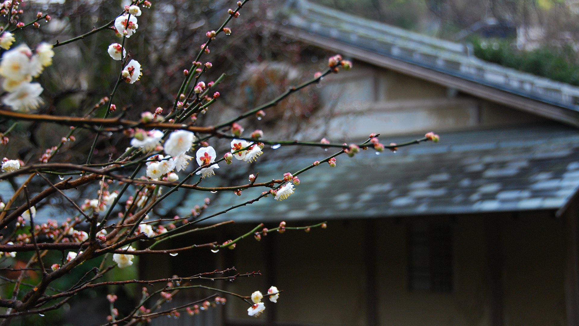 山月園　＜冬＞