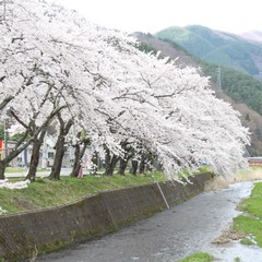 ■桜木町小川川沿い