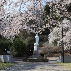 ■釜石桜