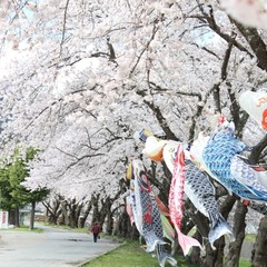 ■桜木町小川川沿い