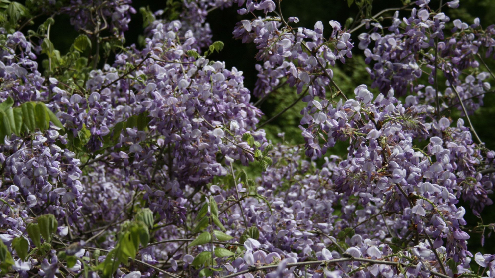 四季折々の草花