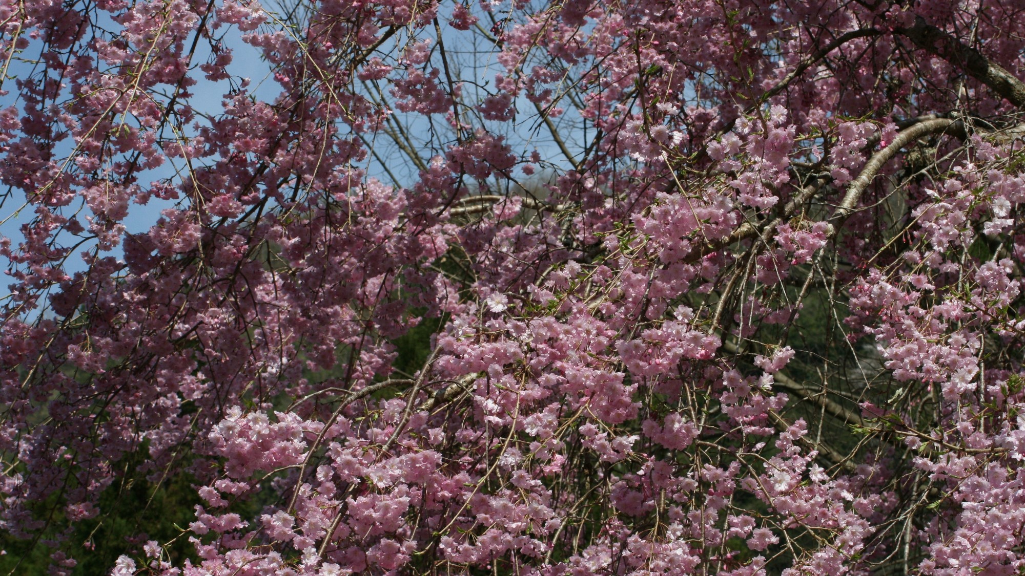 四季折々の草花