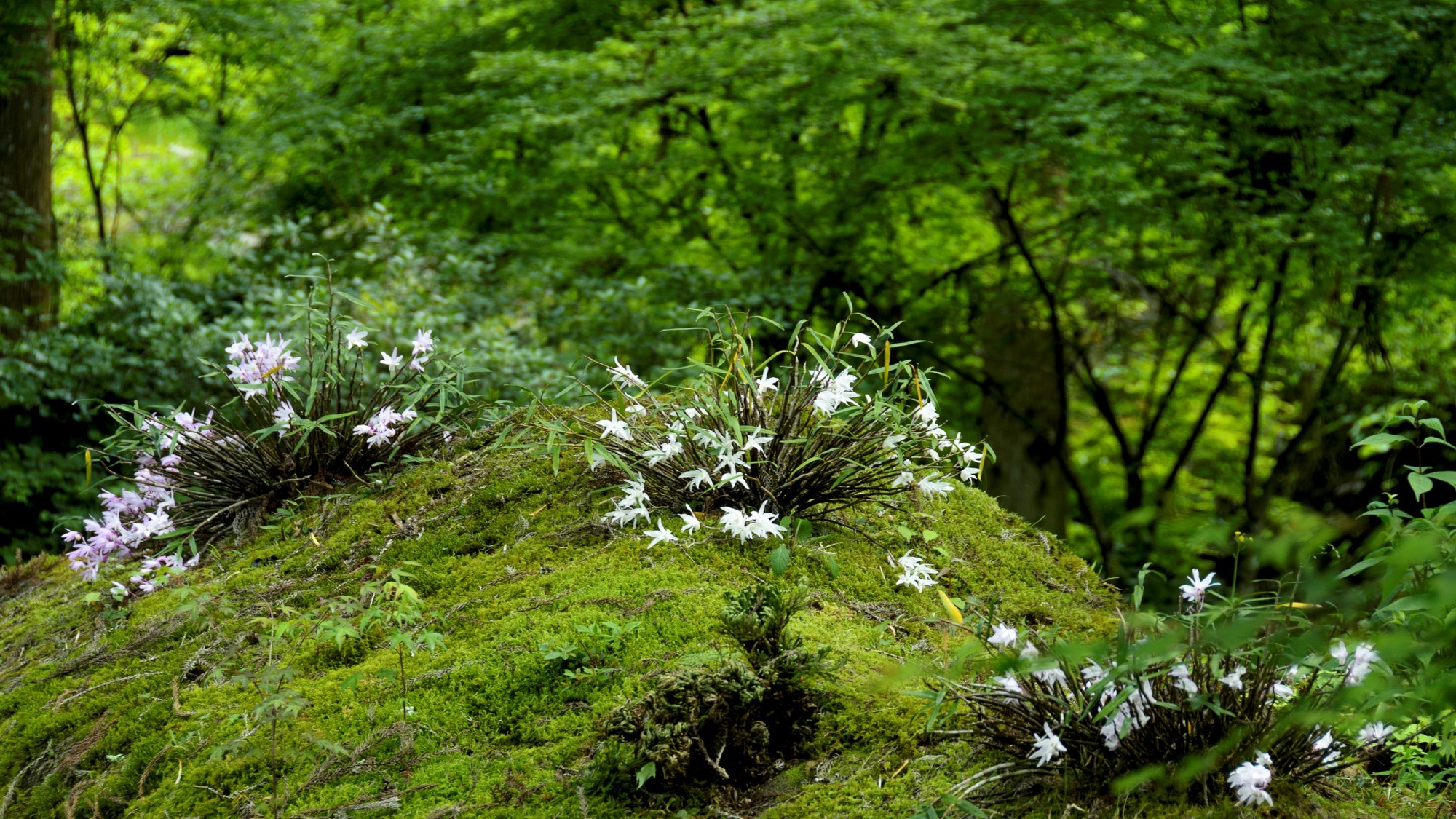 四季折々の草花