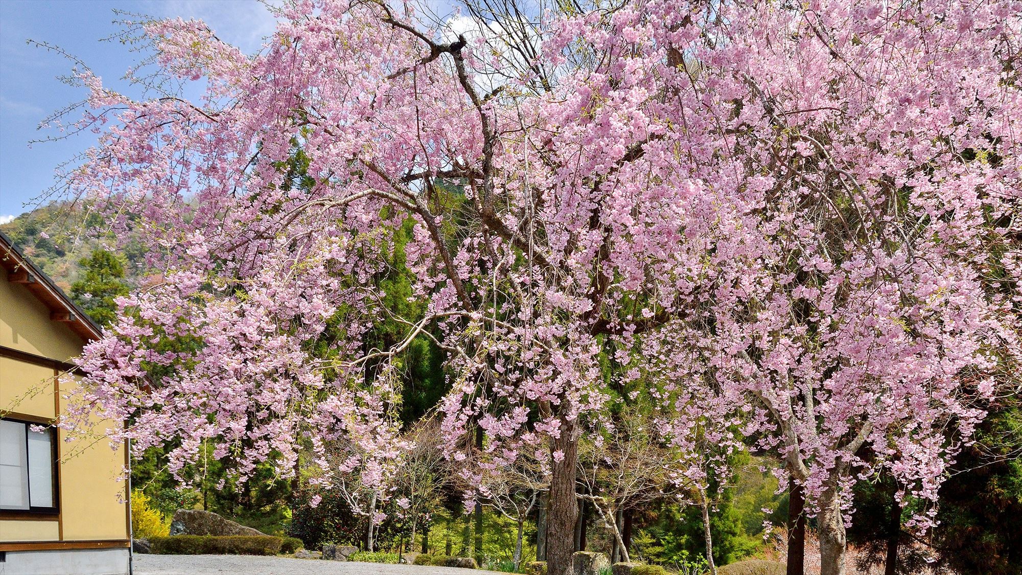 当館自慢のしだれ桜をどうぞご覧ください。