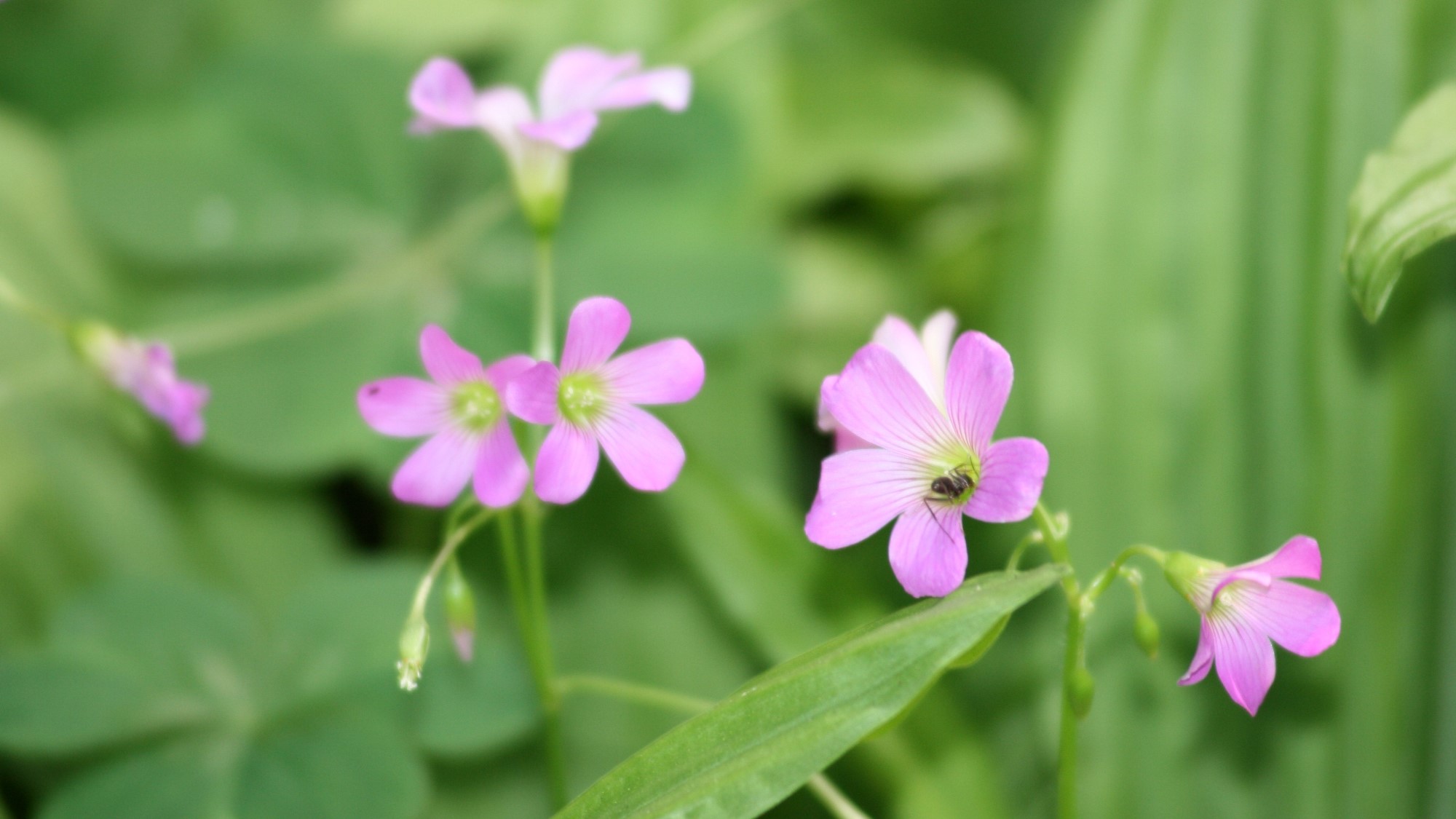 四季折々の草花