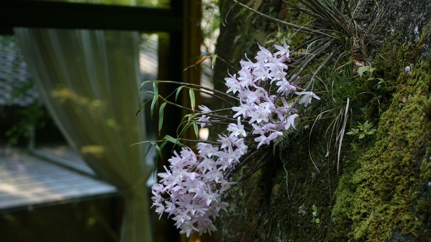 四季折々の草花