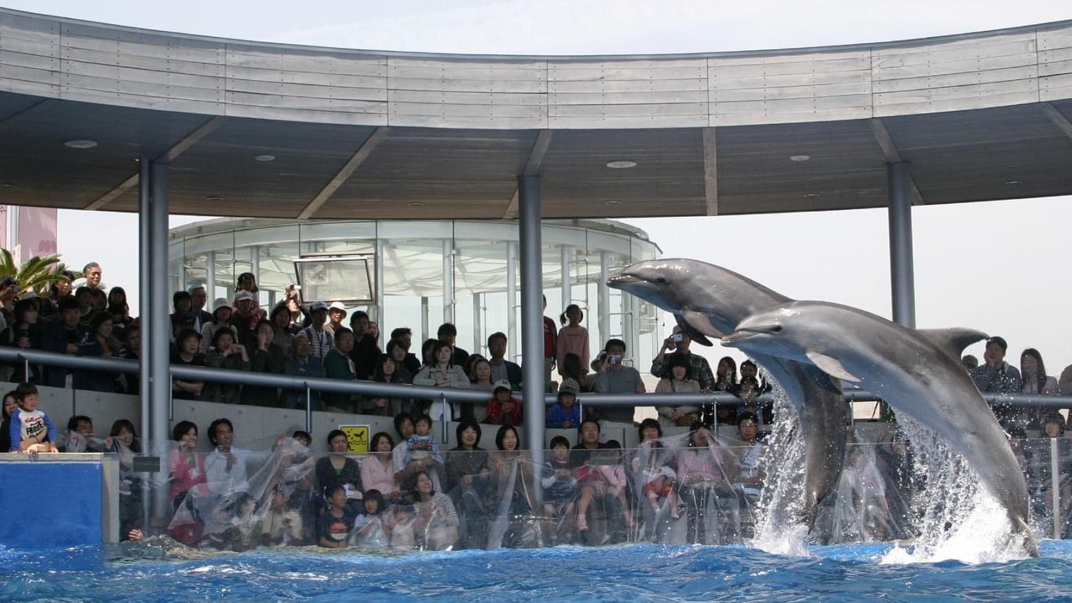 【周辺施設／レジャー】うみたまご：当館から車で約25分。海の動物の様々なパフォーマンスを見ることがで
