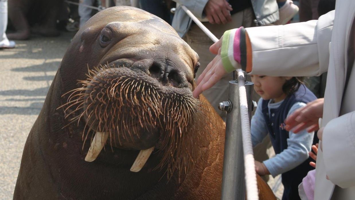 【周辺施設／レジャー】うみたまご：当館から車で約25分。海の動物の様々なパフォーマンスを見ることがで