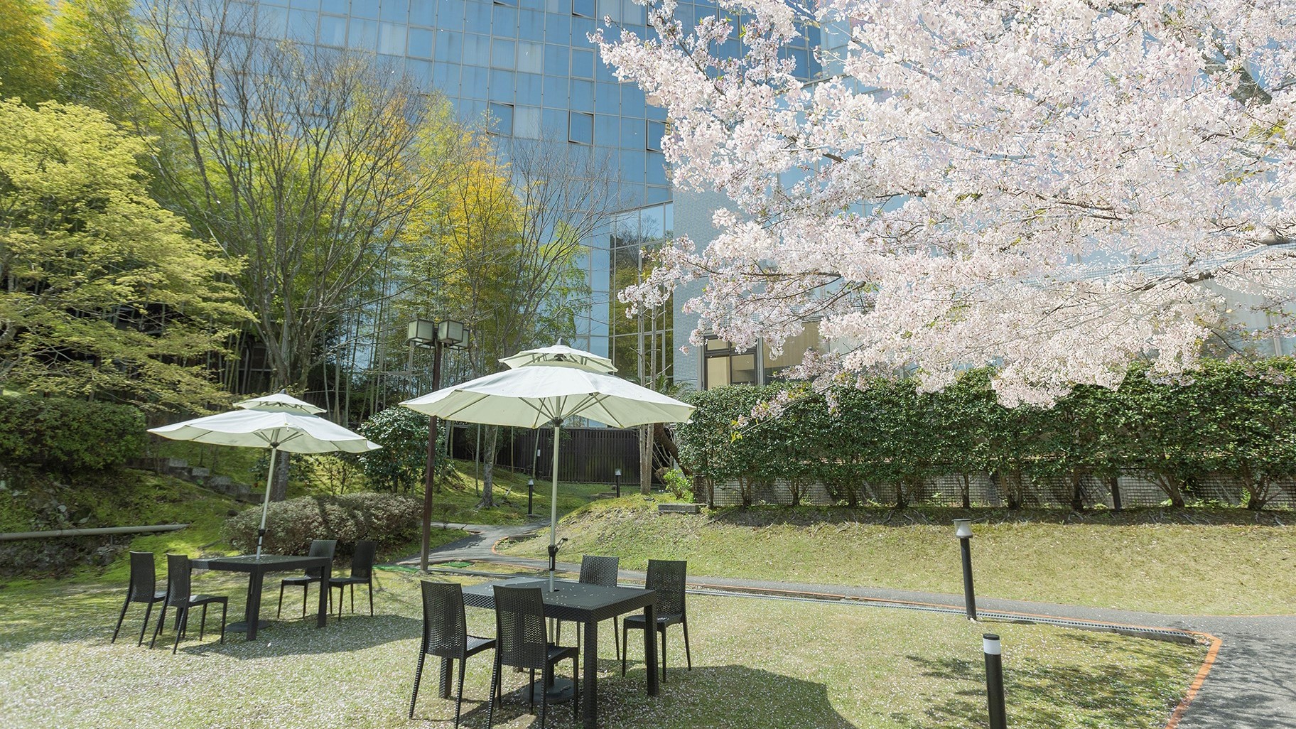 【中庭】春になると庭の桜が綺麗に咲きます。