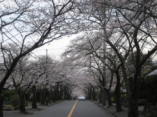 伊豆高原桜並木