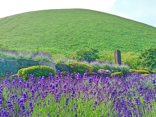 大室山～ラベンダー～