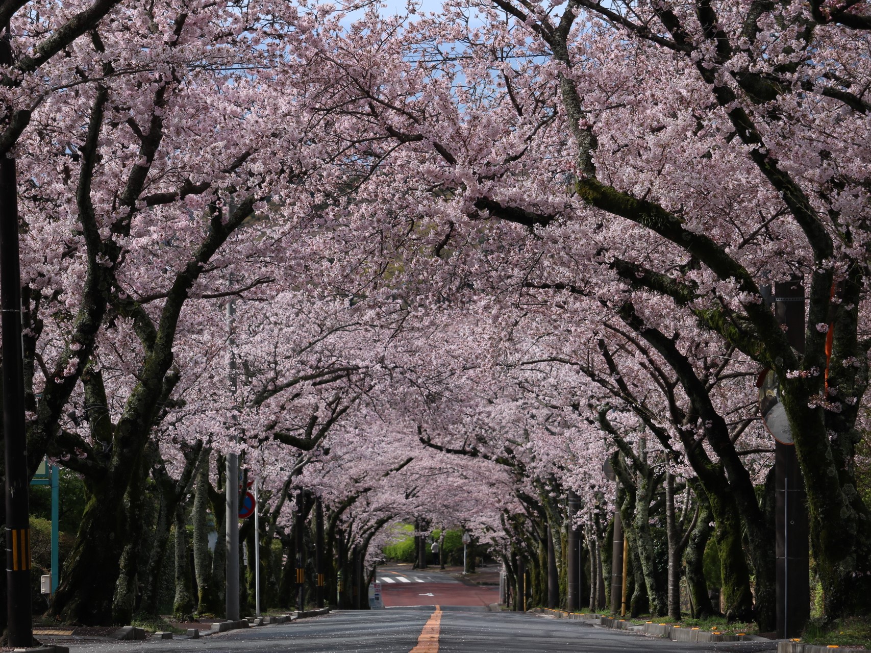 伊豆高原桜並木