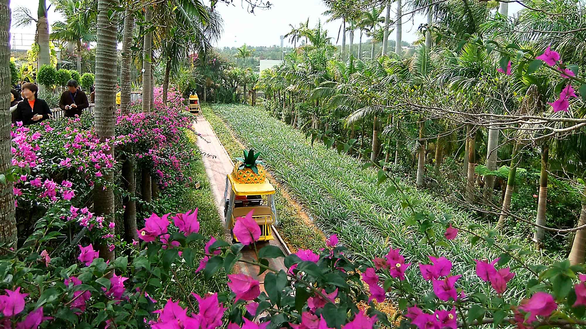 沖縄感満載！パイナップルパーク