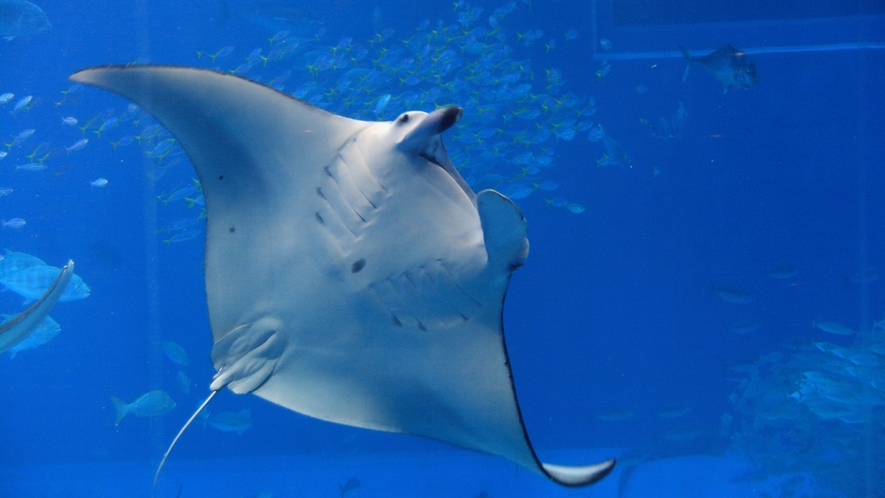 美ら海水族館で、たくさんの魚に会えるよ！