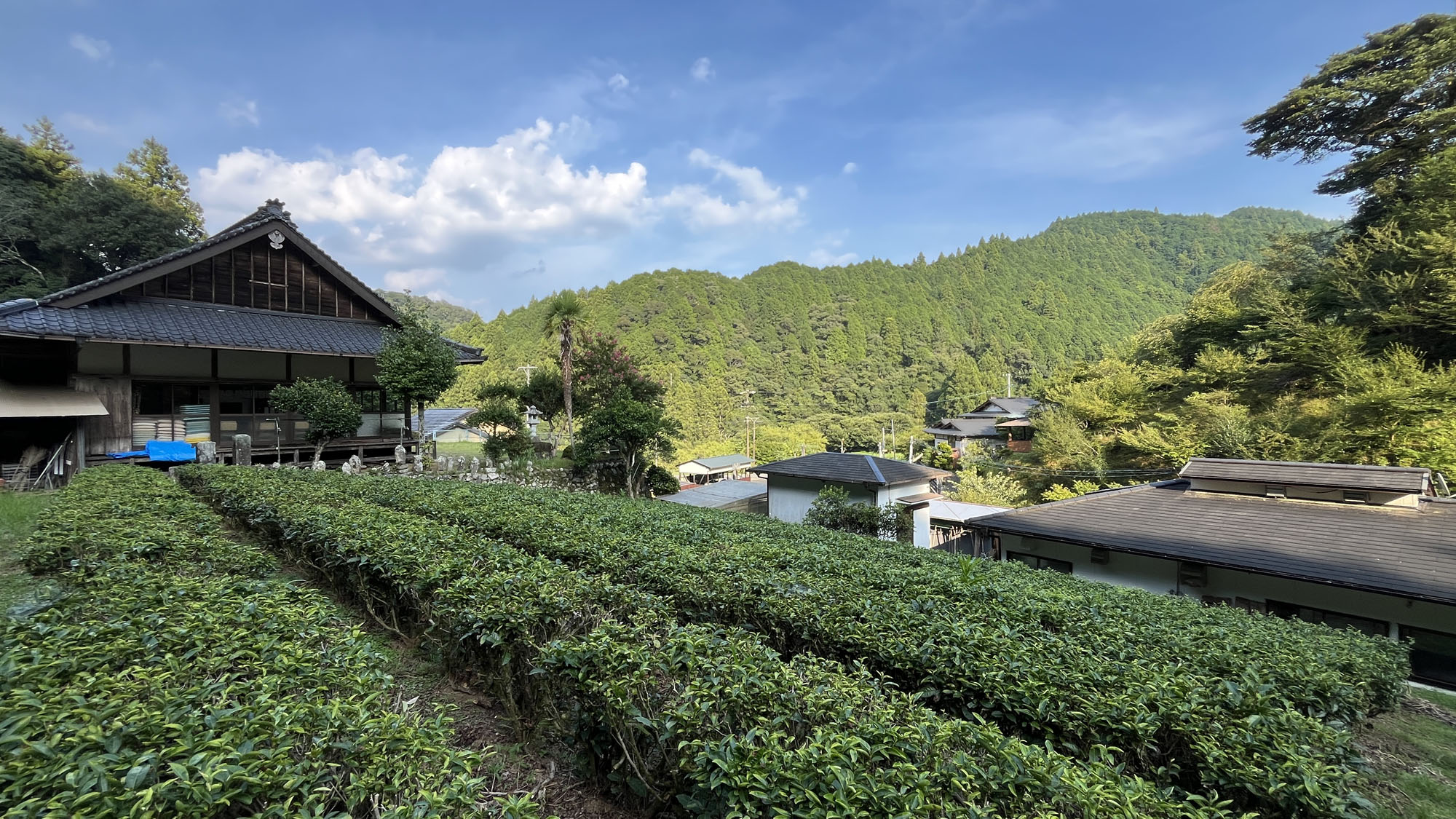 【茶畑】当館所有の茶畑*