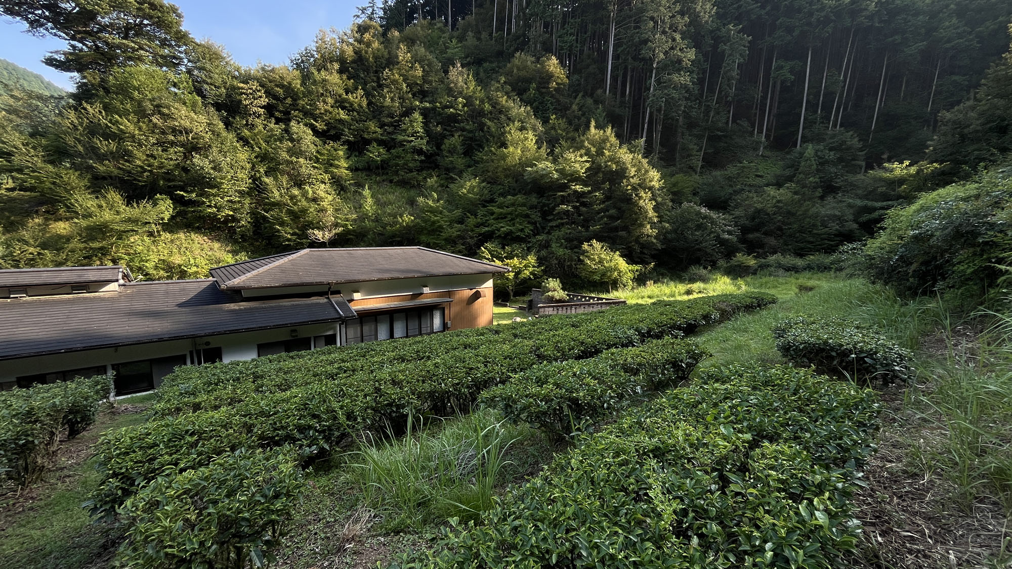 【茶畑】当館所有の茶畑*