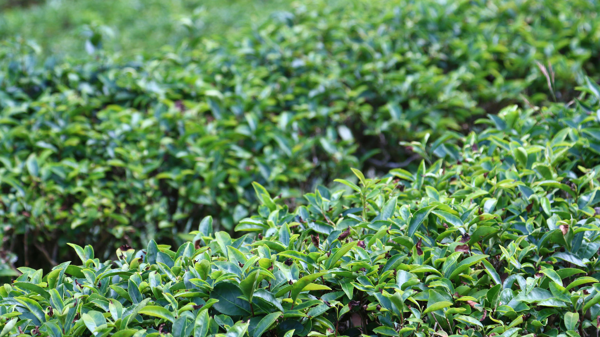 【茶畑】当館所有の茶畑*
