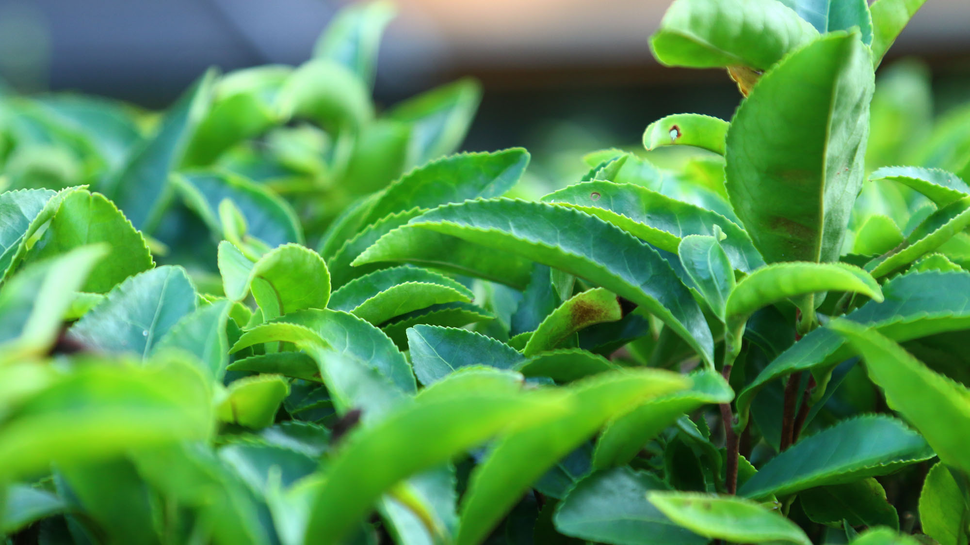 【茶畑】当館所有の茶畑*