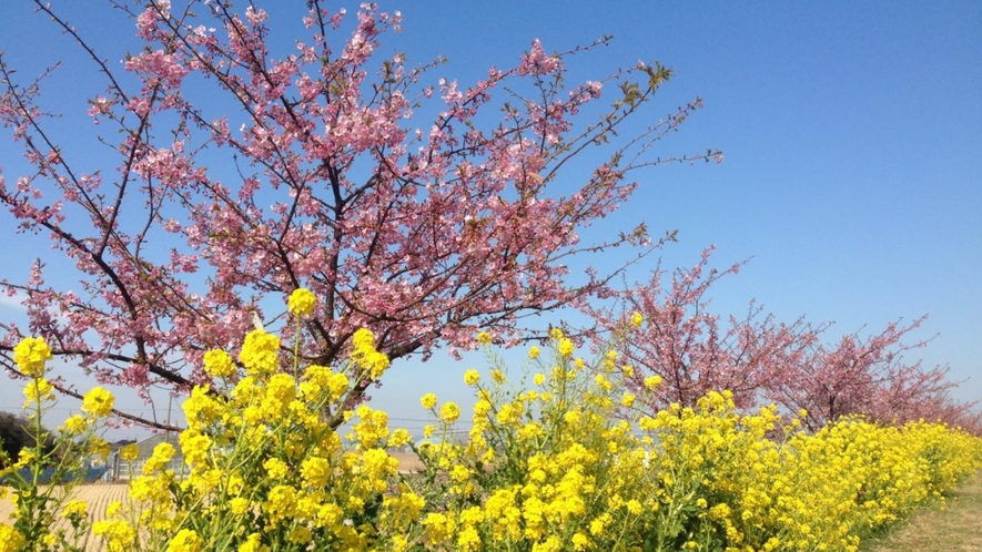 菜の花・桜まつり