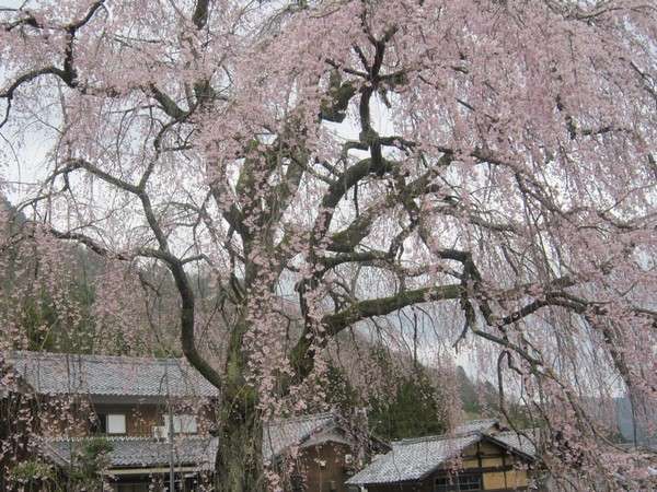 妙祐寺のしだれ桜