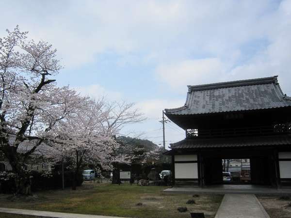 常高寺の門と桜