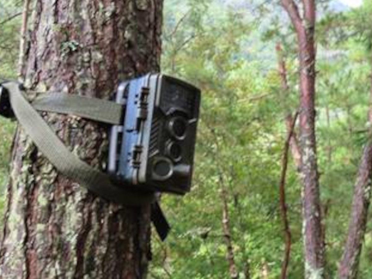 野生動物プラン　センサーカメラで野生動物の撮影に挑戦！＆ムササビウォッチング