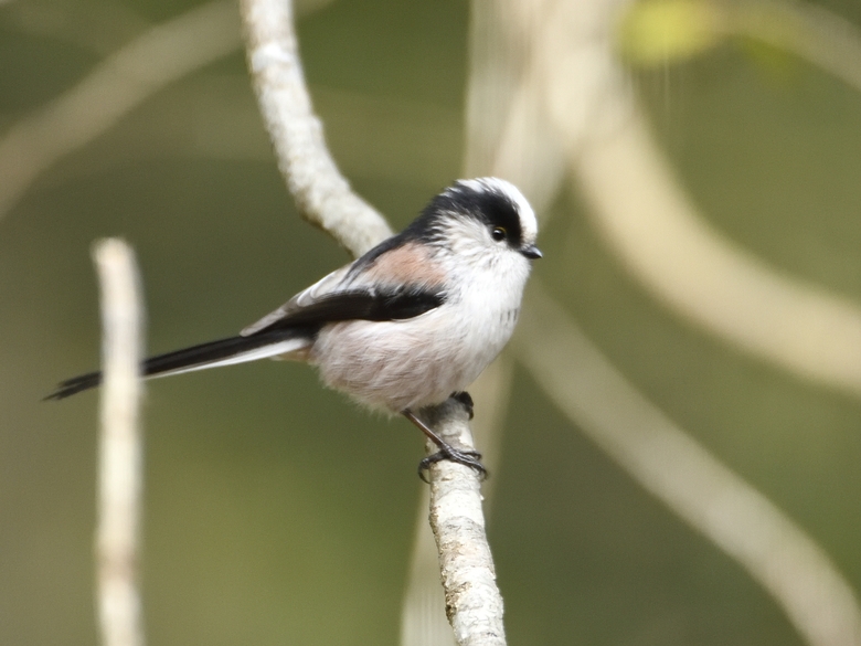 初心者歓迎！バードウォッチングプラン