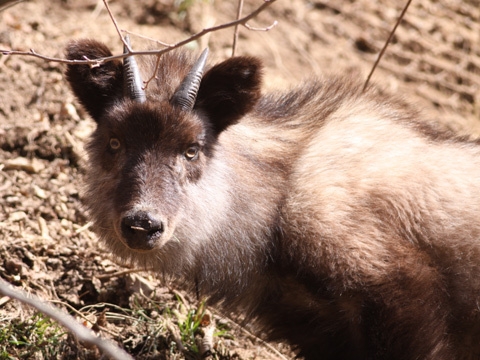 ナイトサファリプラン〜野生動物を探そう〜