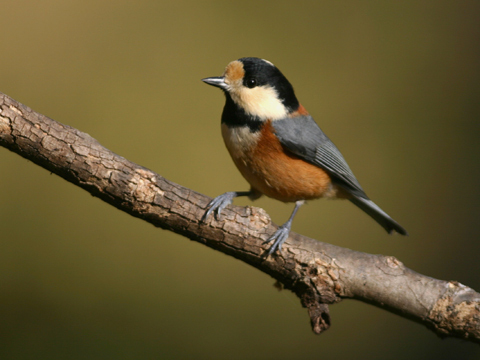 初心者歓迎！新緑の森でバードウォッチングプラン