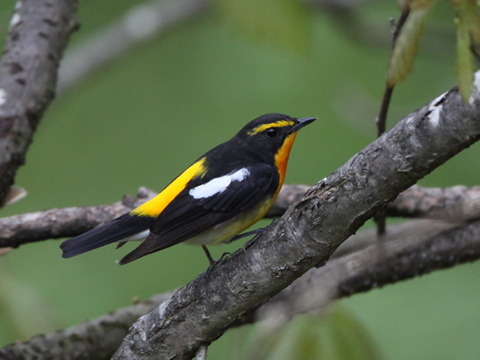 初心者歓迎！新緑の森でバードウォッチングプラン