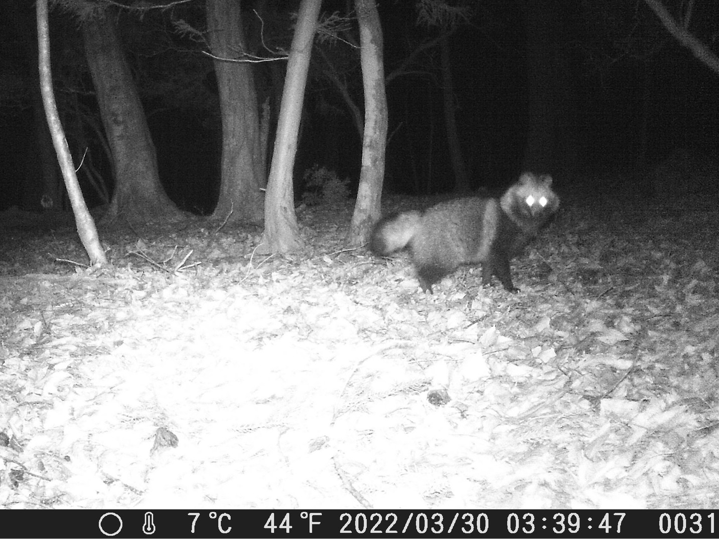 野生動物プラン　センサーカメラで野生動物の撮影に挑戦！＆ムササビウォッチング