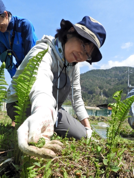 ゴールデンウィークプラン〜春の自然観察と山菜野草採集〜