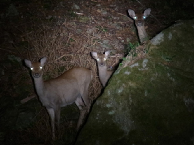 野生のニホンジカ